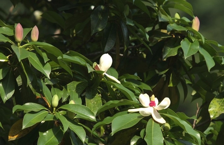 Manglietia seed